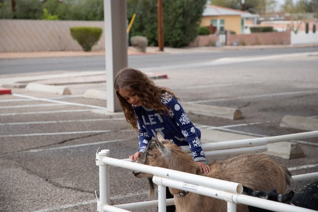 A little girl in a blue sweater pets a goat